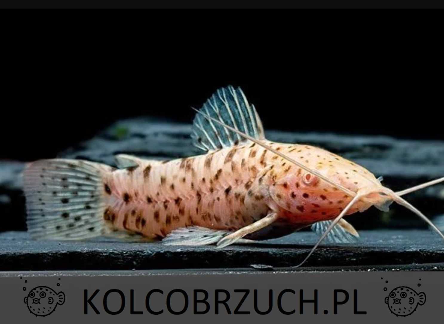 Kiryśnik czarnoplamy ALBINOS - Megalechis thoracata - dowóz, wysyłka