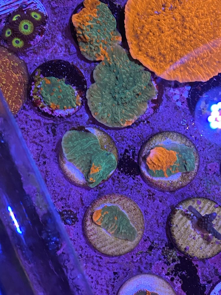 Coral frag agua salgada reef Montipora grafted