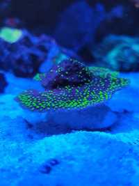 Montipora Star Wars koralowiec akwarium morskie