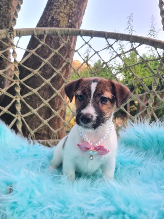 Jack Russel Terrier fêmea