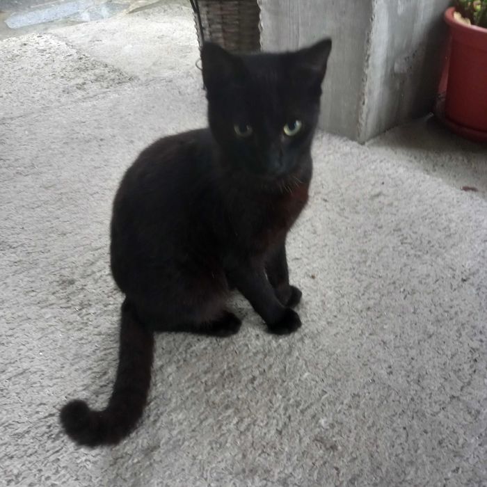 Animais para adoção responsável
