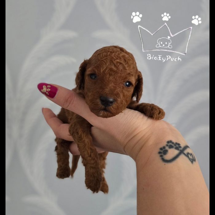 Pudel Toy  OSTATNIA Suczka red grudzień badania wyprawka paszport