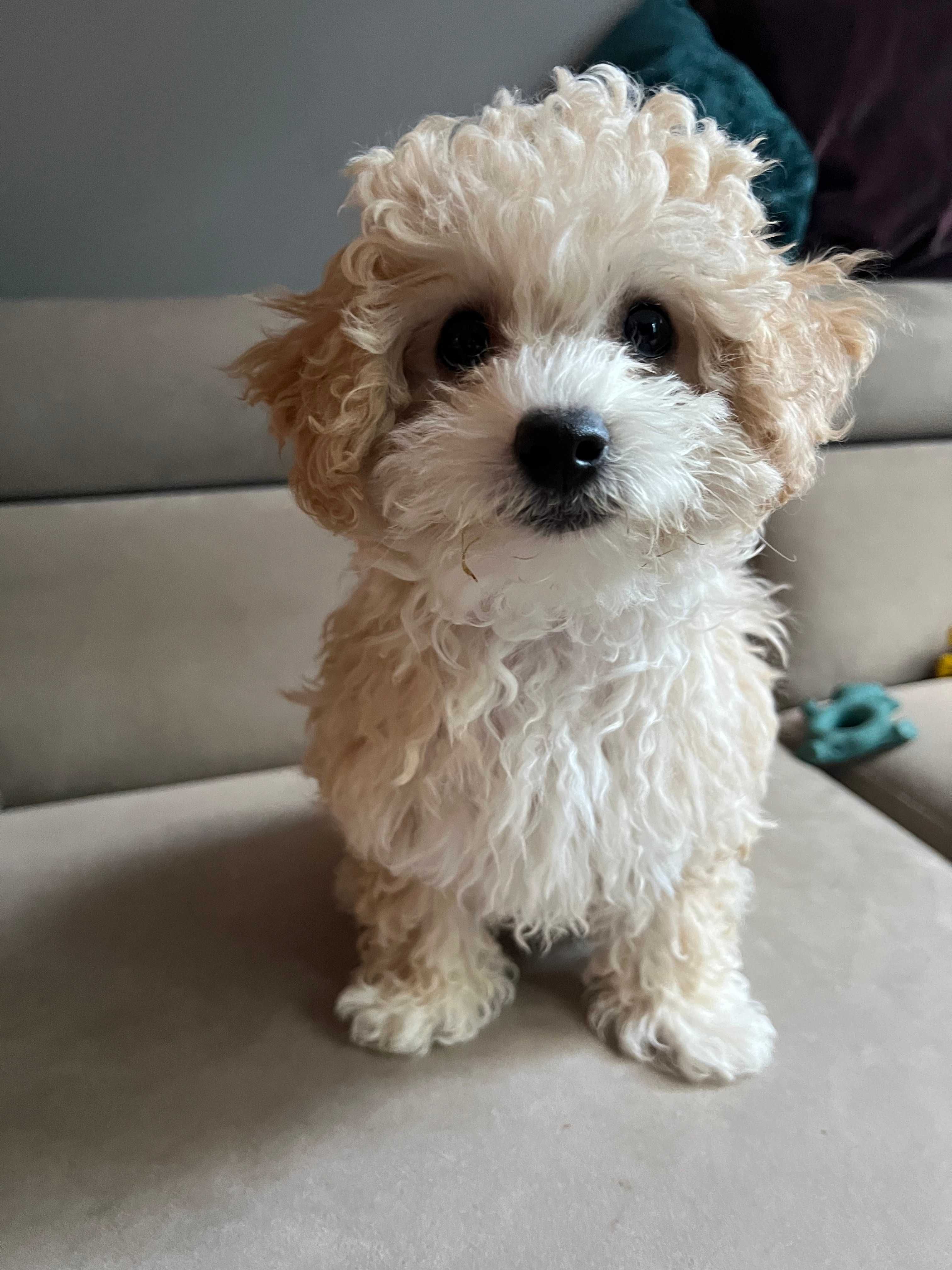 Maltipoo F2 piesek gotowy do odbioru, domowa hodowla
