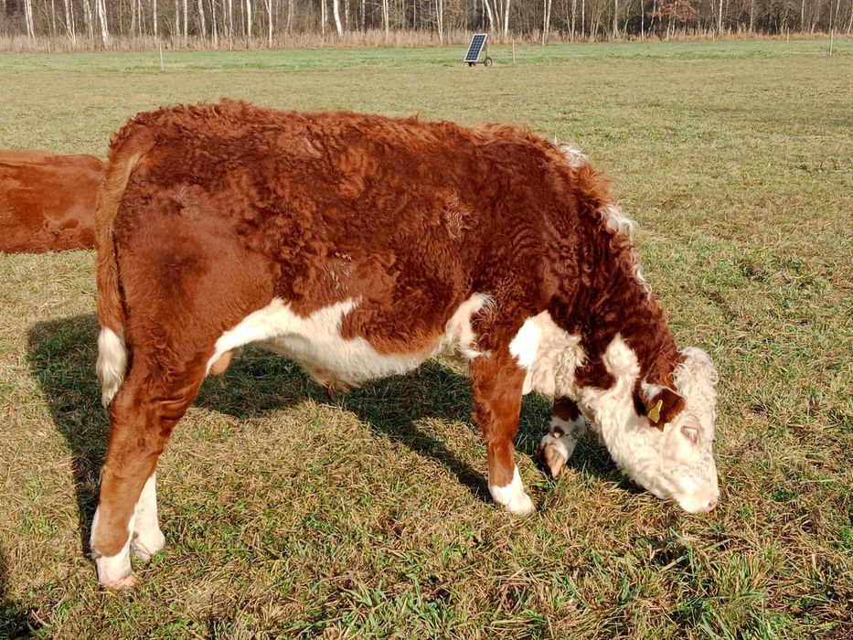 Hereford byczki odsadki