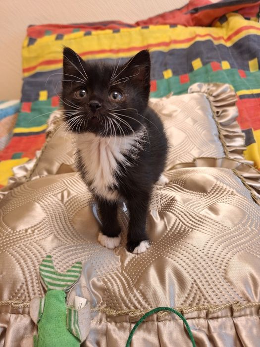 Маленькая котенок девочка во фраке ищет дом! Котята в хорошие руки!
