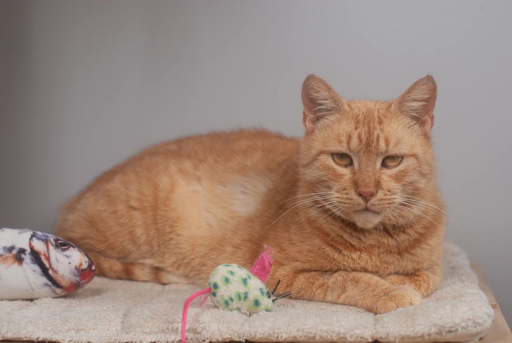 Cherry - przyjazna kotka szuka domu