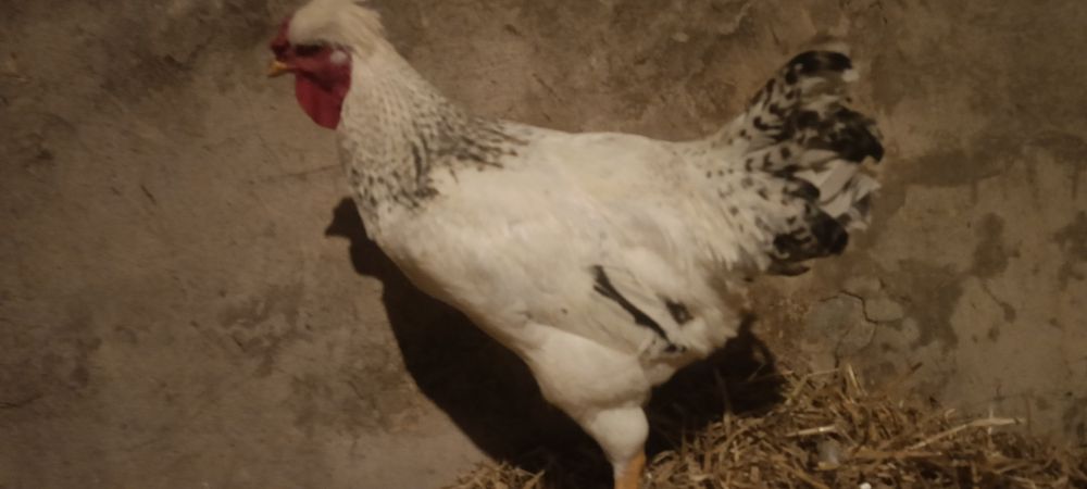 Młode kogut ozdobne