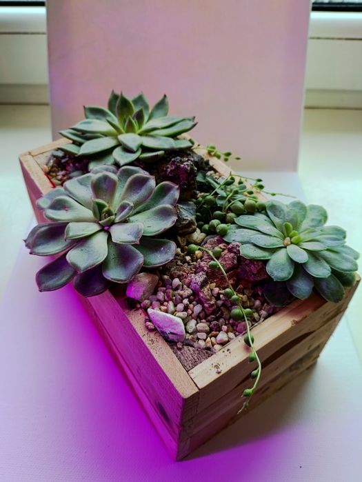 Kompozycja sukulentów plus drewniana doniczka
