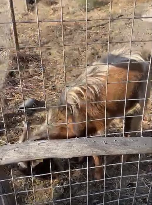 Bode dois anos ( urgente )