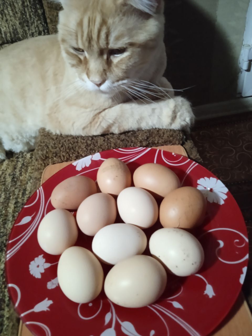 Домашние яйца и тушёнка