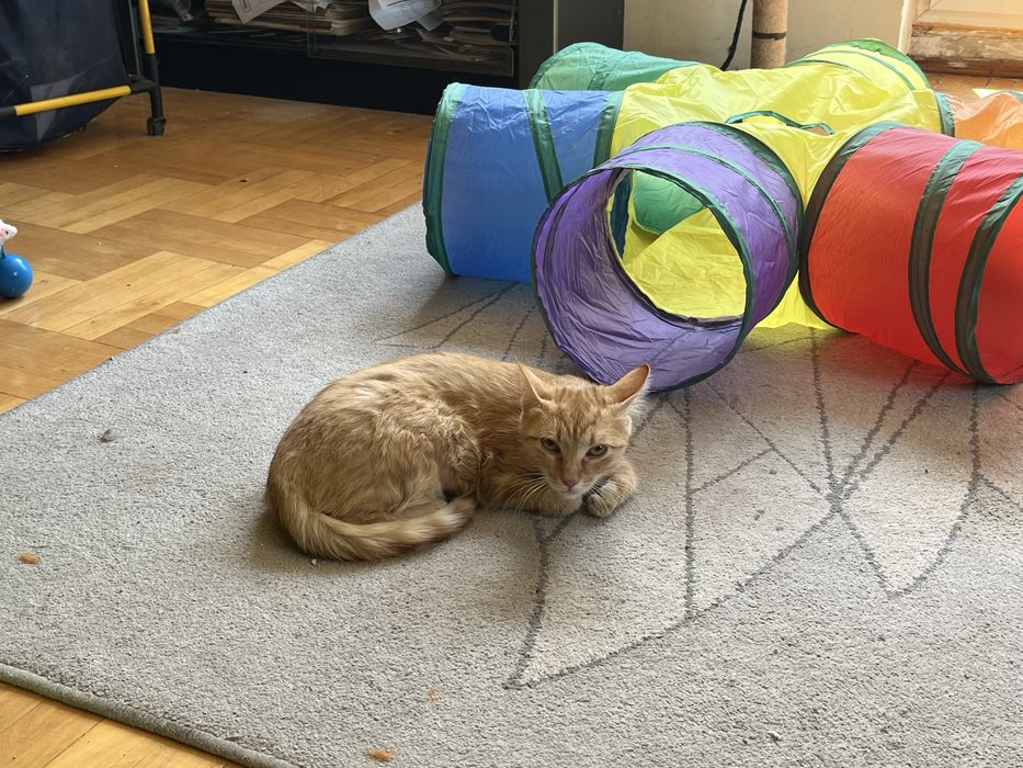 Kotki do adopcji za darmo