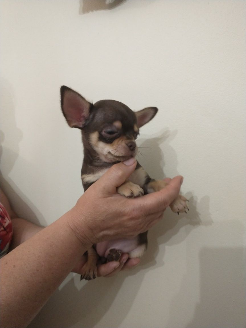 Chihuahua długo włosy czekoladowy chlopak