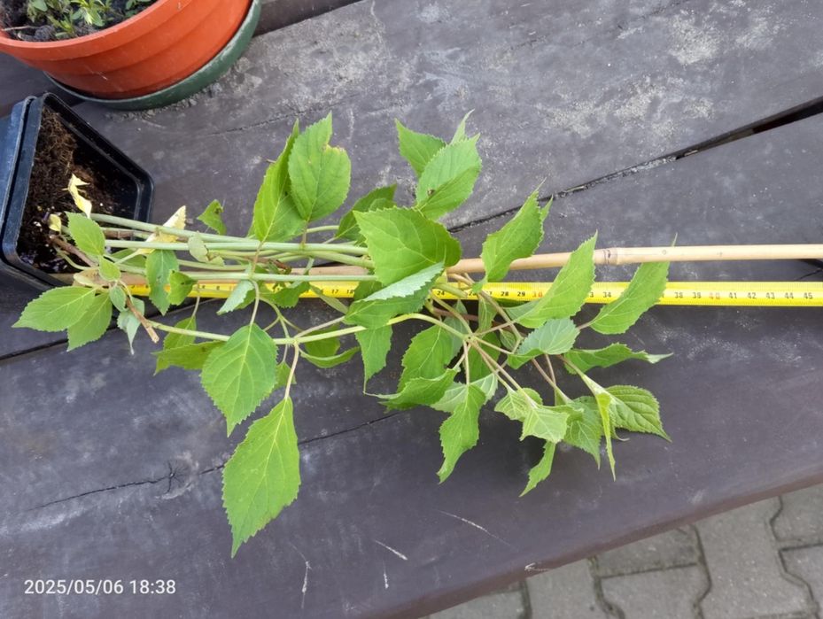 Hortensja Pink Anabelle