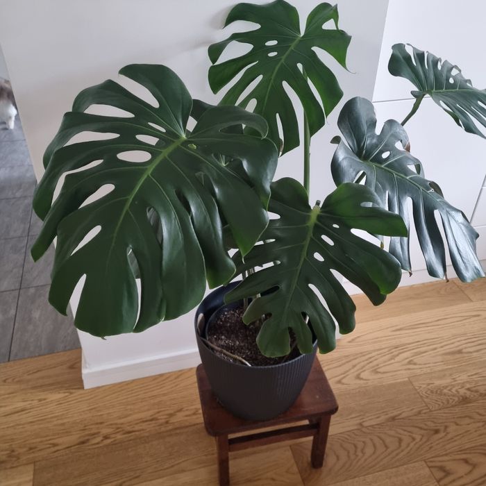 Kwiat Monstera wys ok.95 cm.