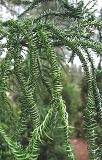 Cryptomeria japońska  cristata rasen