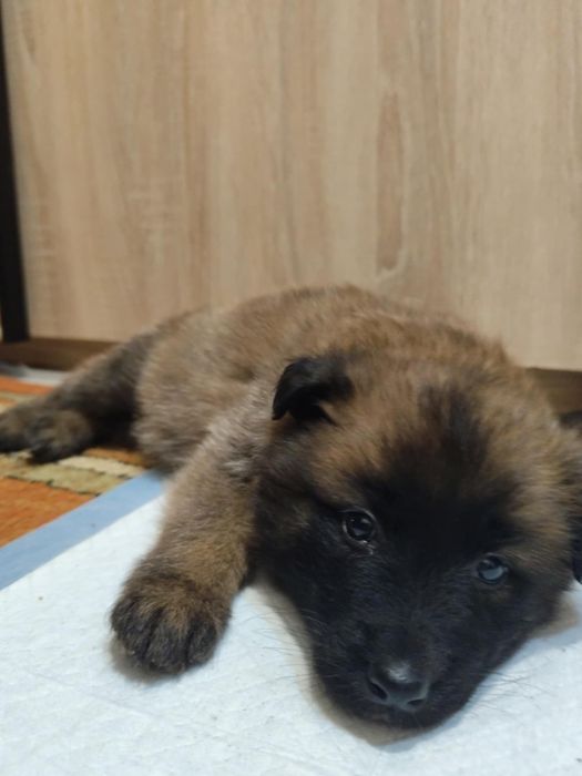 Oddam pieski do dobrych domów