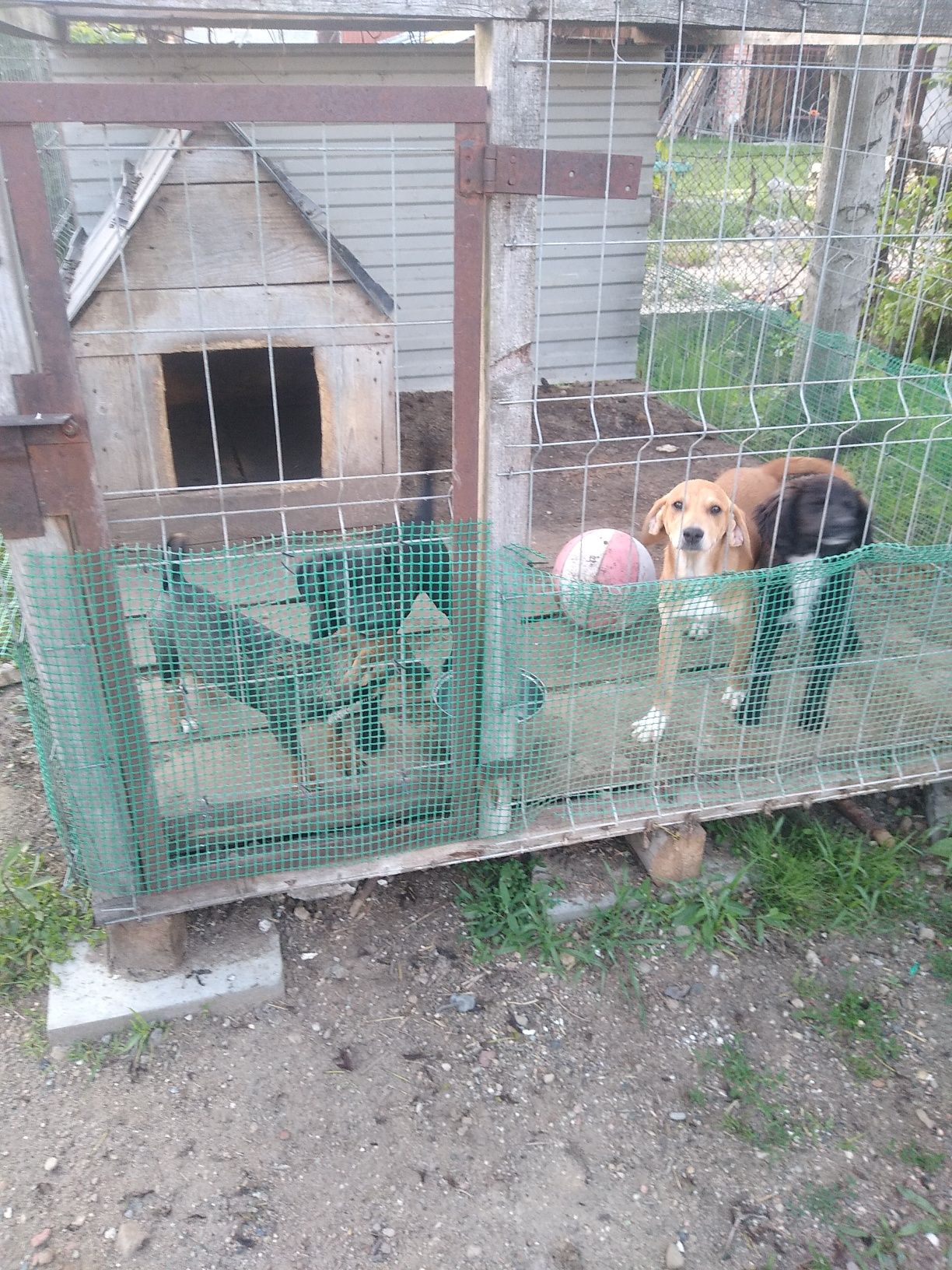 Pół roczne suczki, oddam za darmo.