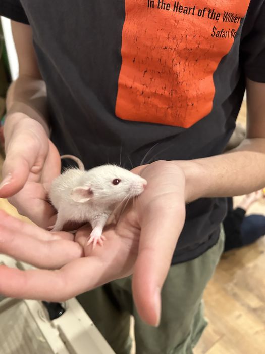 Szczurki dumbo 4 maluchy