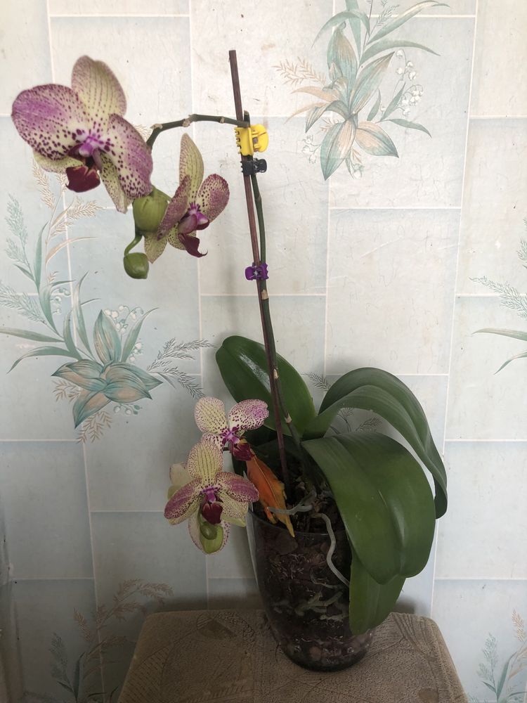 Орхидеи красивые