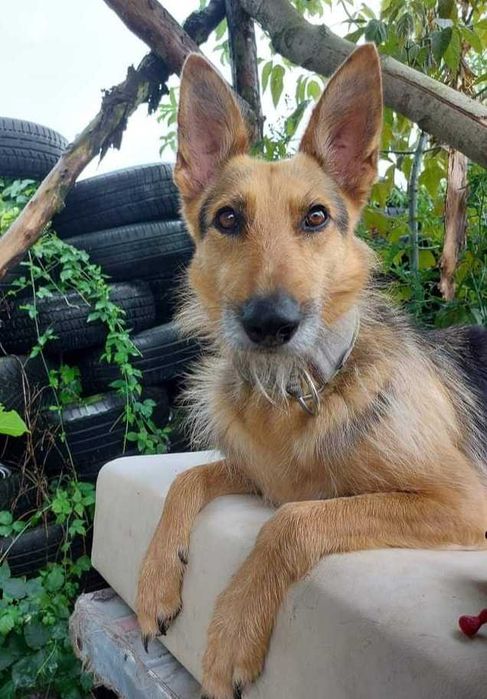 Bercia poleca się do adopcji.