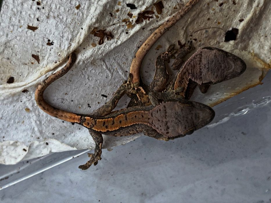 Gekon orzęsiony rozne