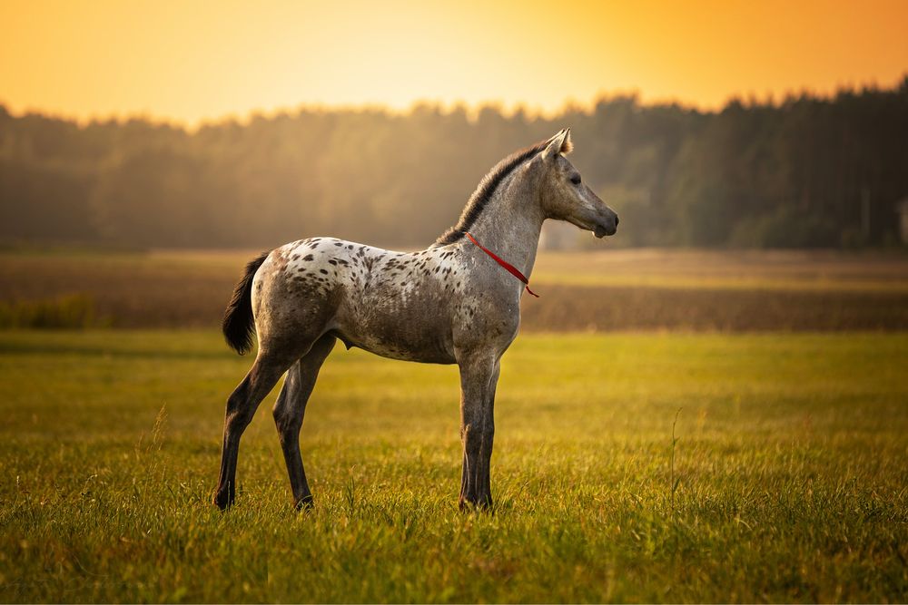 Jednorożec  unikalna klacz tarant tarantowata  kropki top pochodzenie