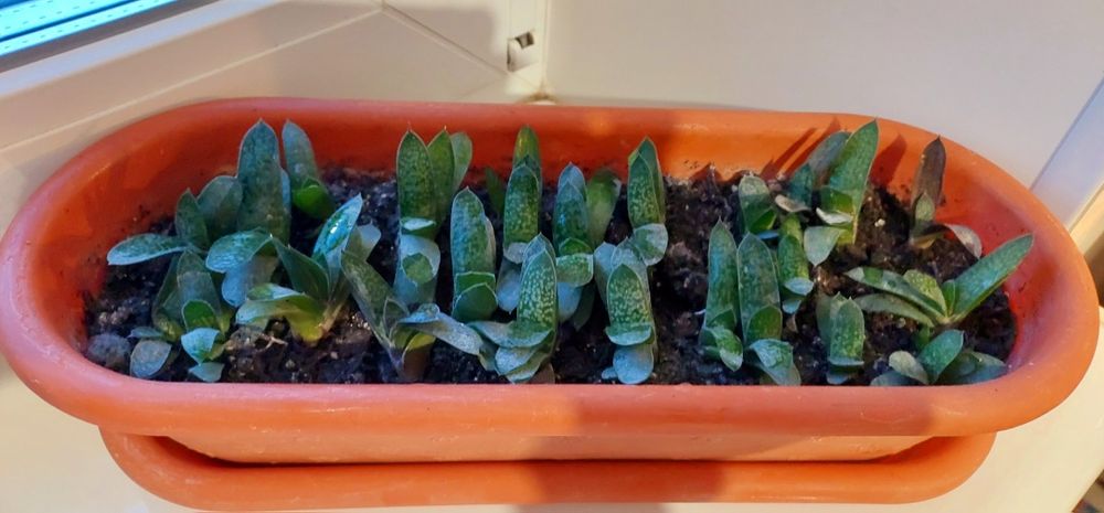 Суккуленты и другие цветы_2