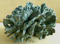 Koralowiec - Heliopora coerulea, Blue Coral / 220 x 174 x 160