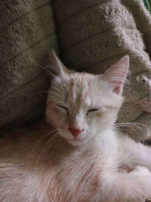 Віддам котика в добрі руки!