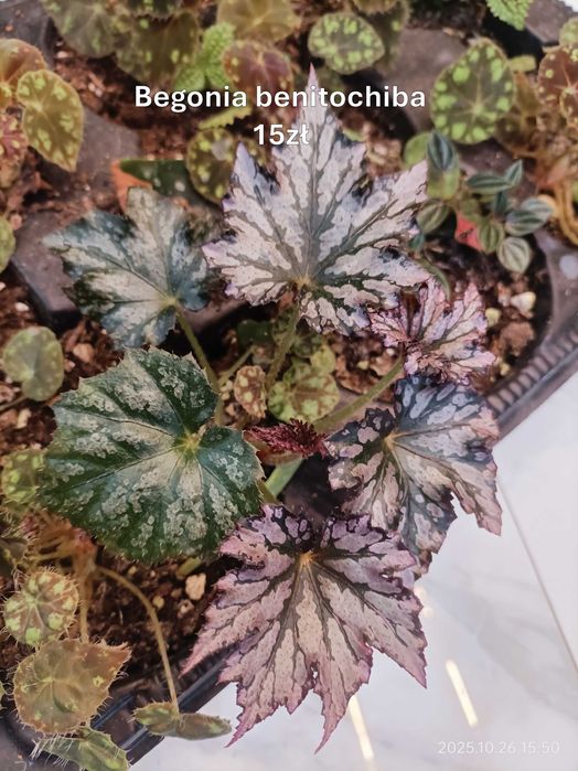 Begonia, Syngonium, Peperomia