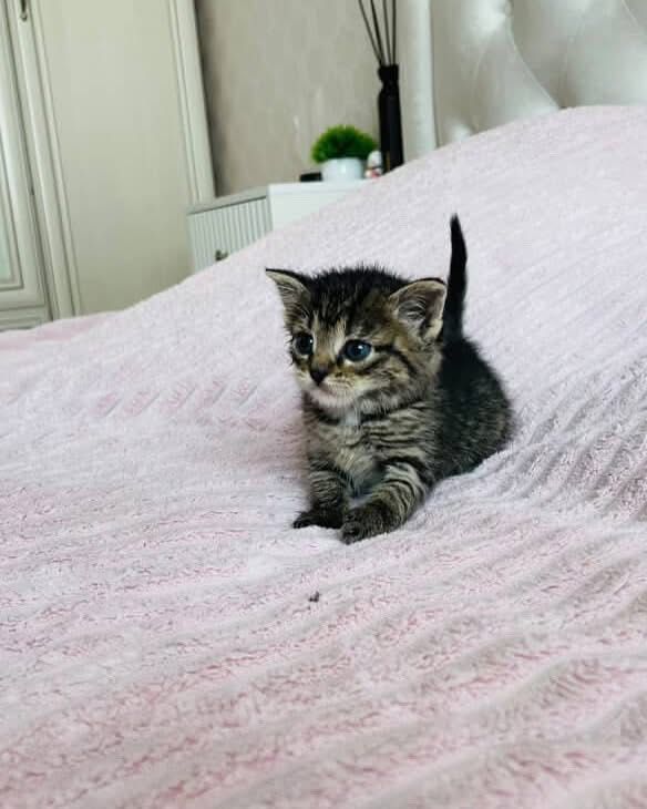 котенок котята бесплатно