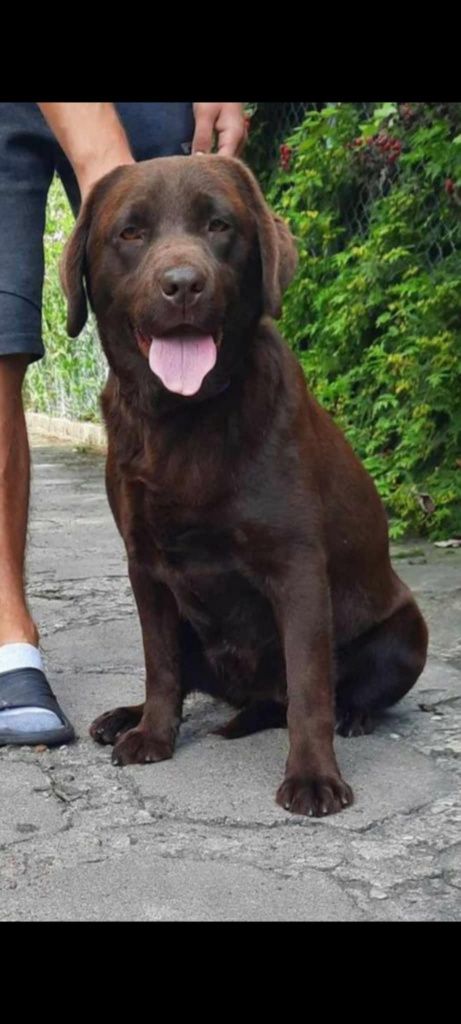 Labrador czekoladowe szczenię
