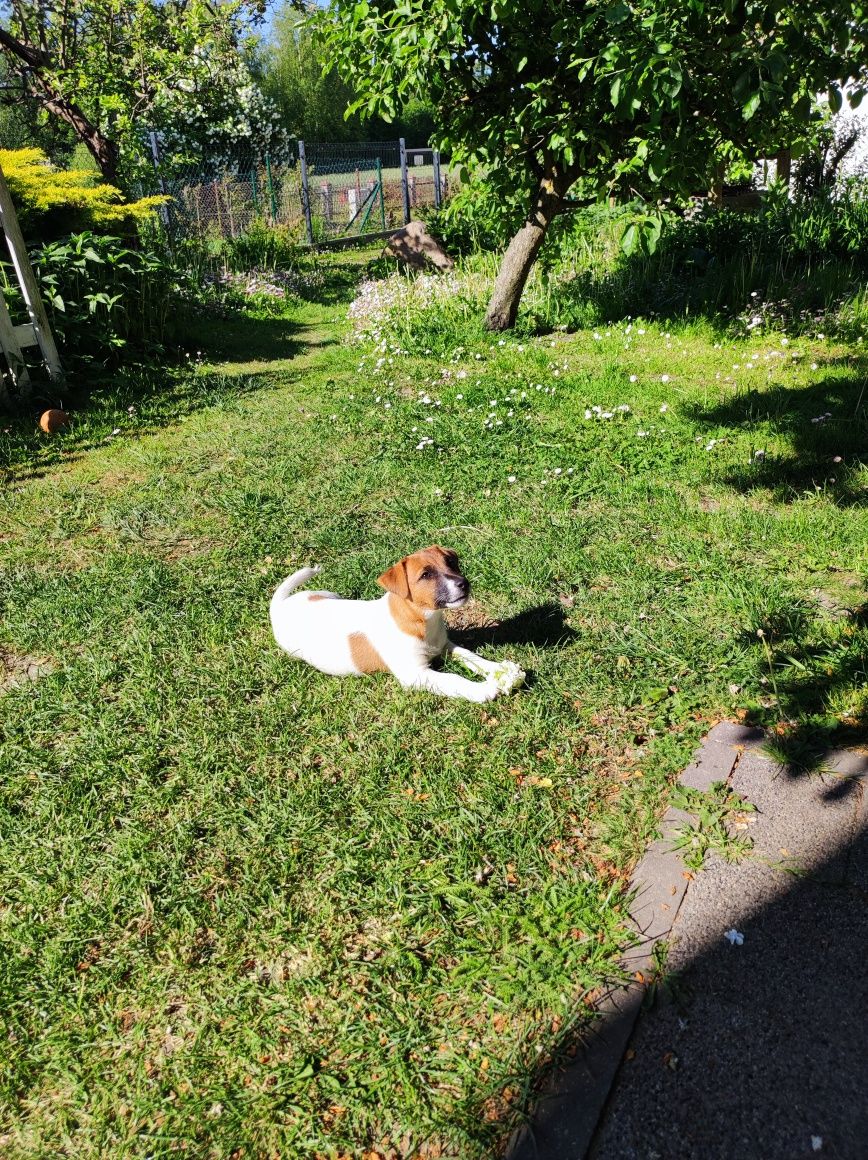 Jack Russell Terrier ZKwP FCI gładkowłosy pies FADO