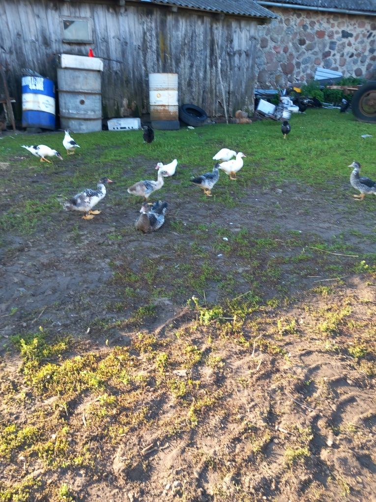 Kaczki dzikie/kalduki/francuskie