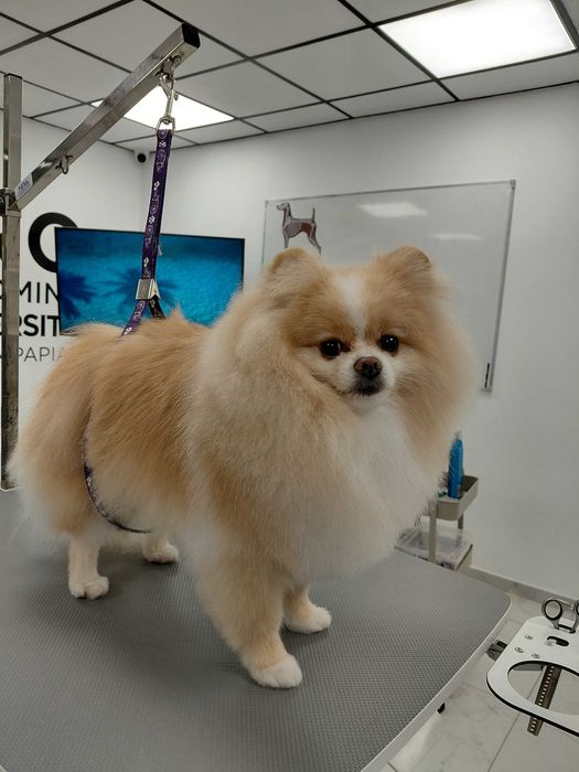 Грумінг    луцьк