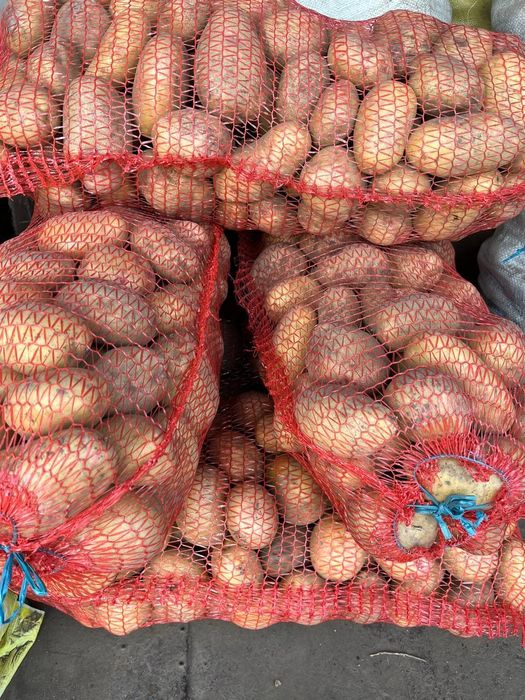 Картопля домашня велика, дрібна, морква