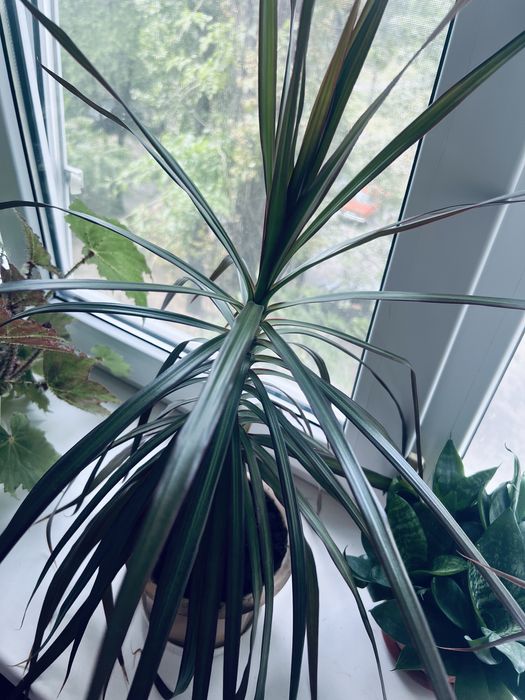 Домашні рослини глоксинія бегонія драцена сансивієрія грошове дерево