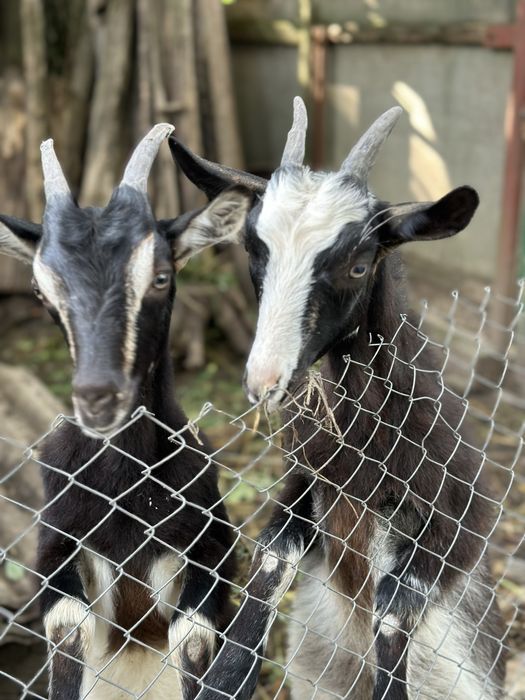Продається козочка