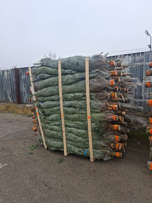 Choinki Jodła Kaukaska hurt