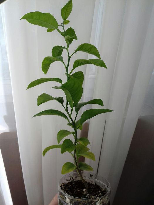 Мандарин Клементин из Алжира Цитрусовое дерево