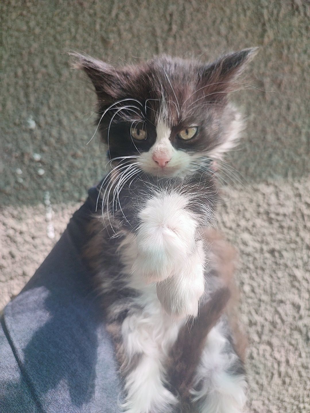 Котята пушистые бесплатно, кот кошка