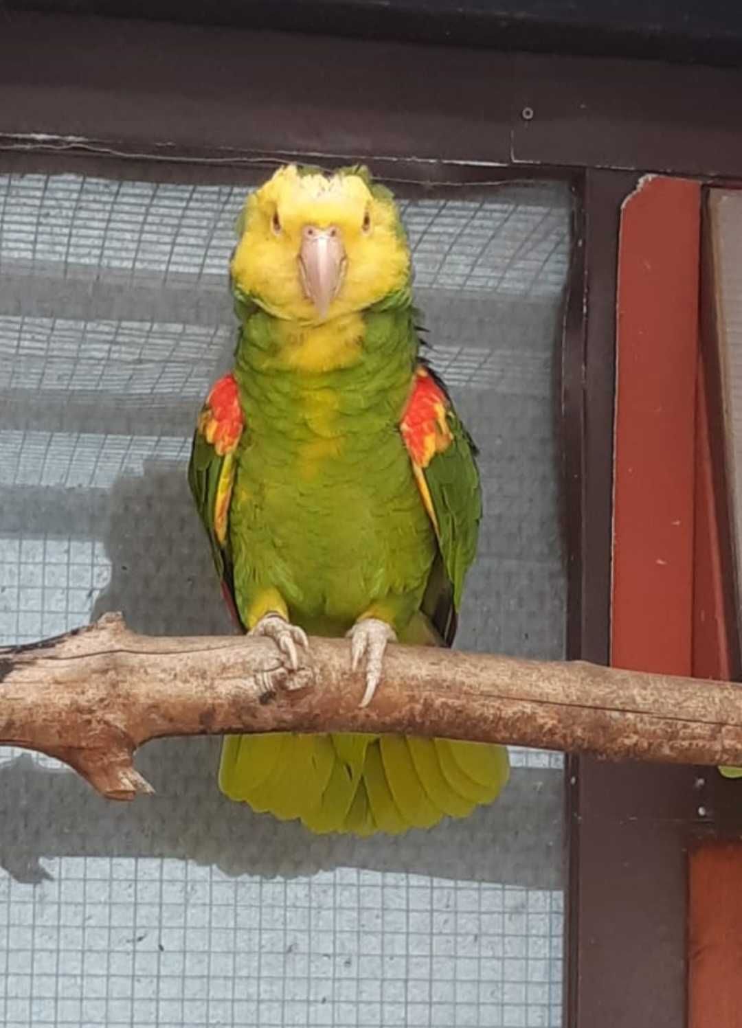 Папуга амазон жовтолобий великий