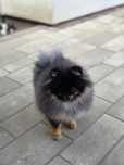 Pomeranian piesek FCI Black tan