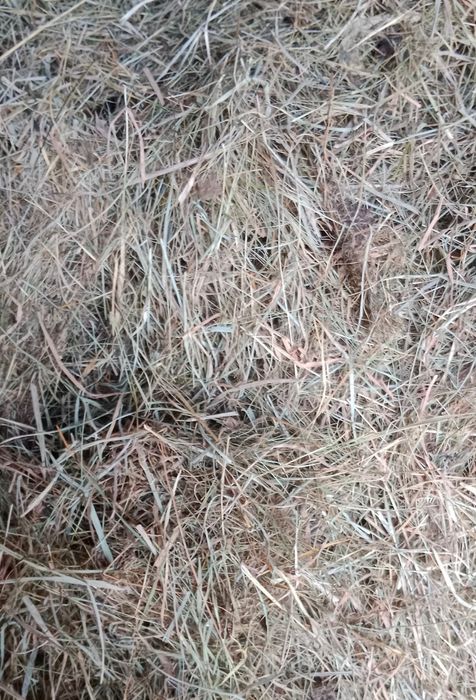 Siano Sianko łąkowe dla królików i gryzoni 2 kg Od Rolnika