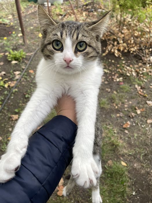 Котики шукають родину