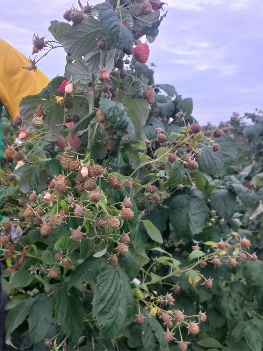Продам саджанці малини