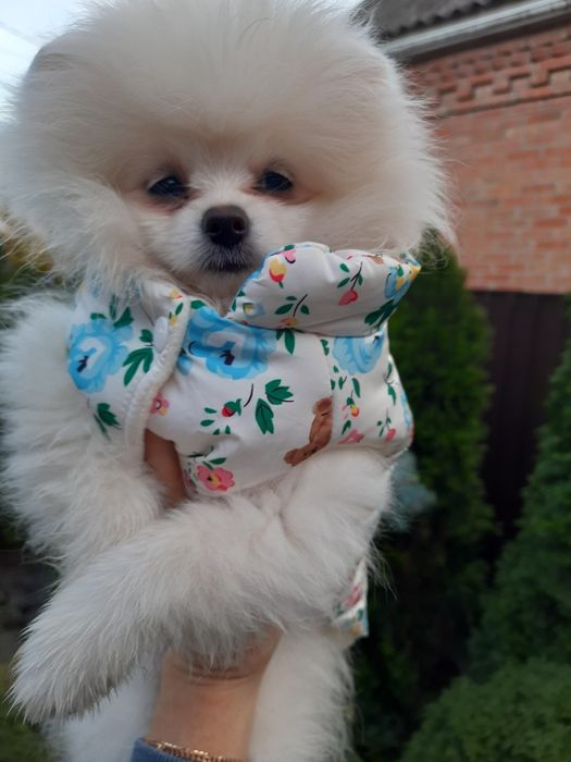 Беленькая мышка-малышка