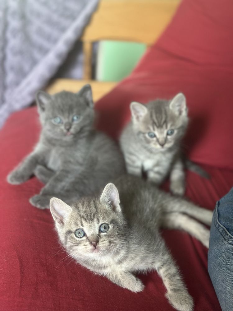 Британські котята