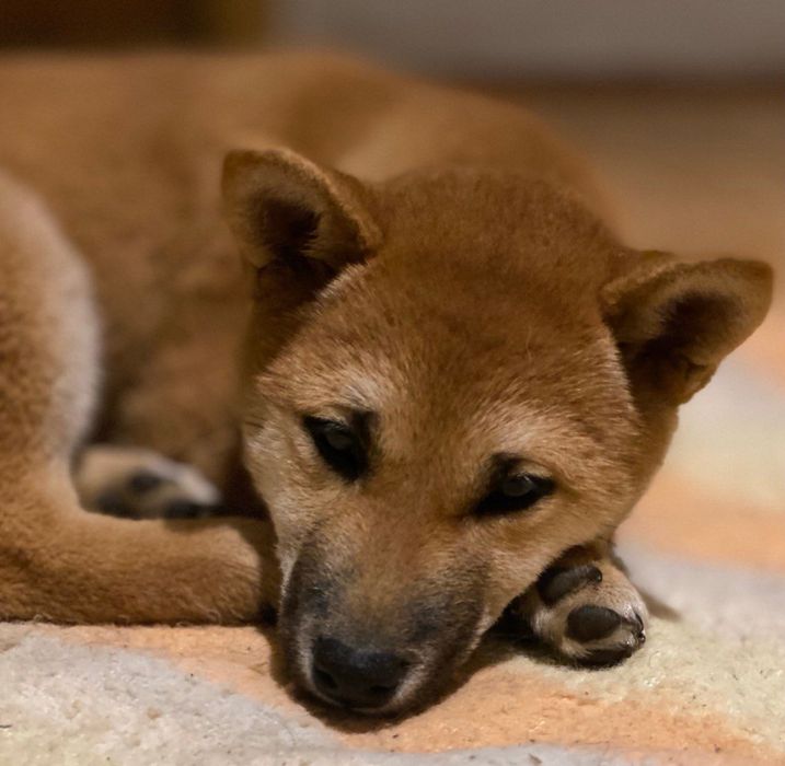 продам цуценят Шиба Ину 3 міс високого класу породи