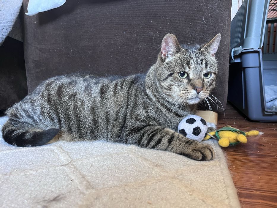 Miły duży kocur Bob szuka domu